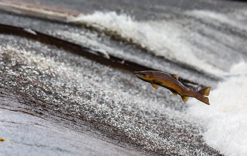Poissons : le mercure, un danger sous-estimé